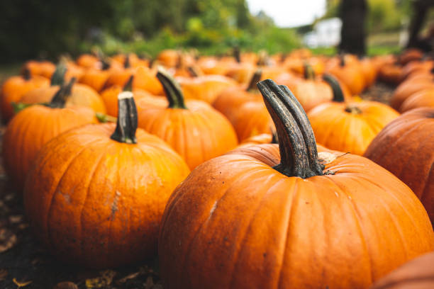 Pumpkins
