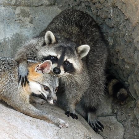 Image of raccoon hugging a fox